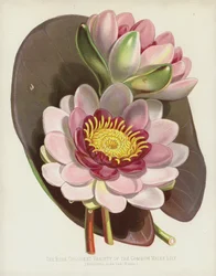 La varietà rosa del comune giglio d